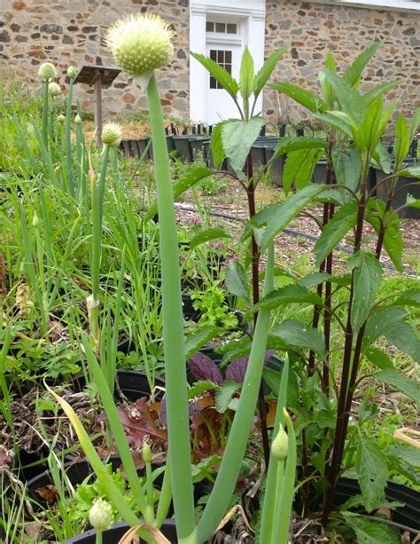 Celebrating the Allium - Homestead Gardens, Inc.