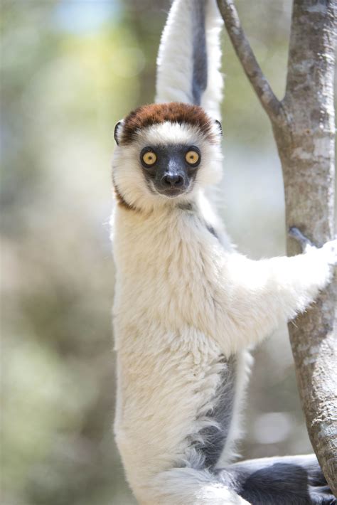 Verreaux's Sifaka. Lemurs are the most charismatic creatures among Madagascar's diverse wildlife ...