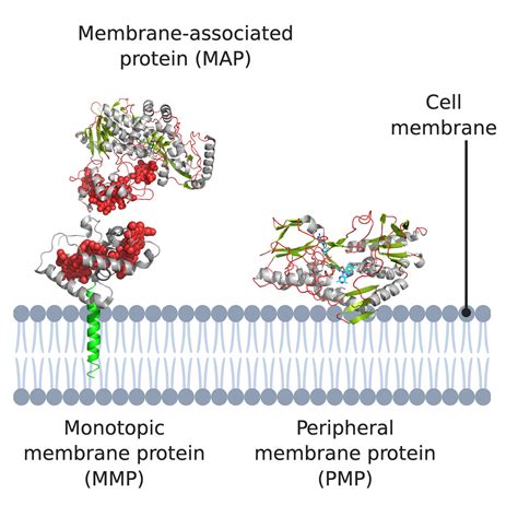 Peripheral Proteins