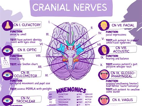 Circle Of Willis Cranial Nerves