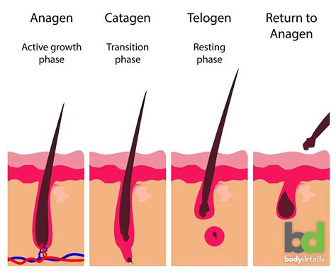 The 3 Stages of Hair Growth & Why It Matters