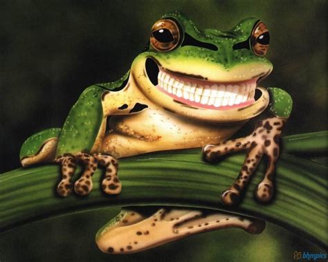 Smiley Frog Wallpapers - 1280x1024 - 233262 | Funny frogs, Frog ...