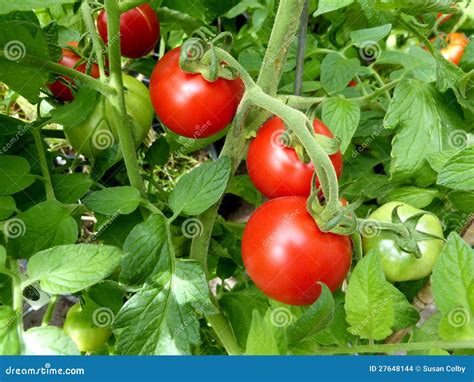 Tomatoes On The Vine Stock Images - Image: 27648144