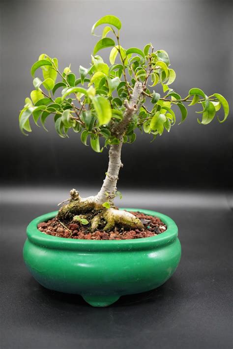 Indoor Ficus Too Little Bonsai Tree for the True Beginner - Etsy