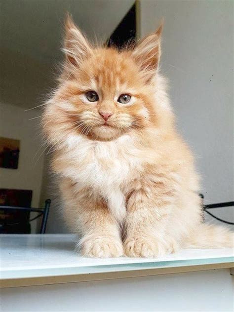 Maine Coon Kittens For Sale In Maine - MaineCoon.org