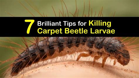 Killing Carpet Beetle Larvae - Clever Tips for Getting Rid of Carpet Beetles