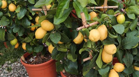 Complete Guide to Growing Lemon Trees in Pots: Tips and Tricks ...