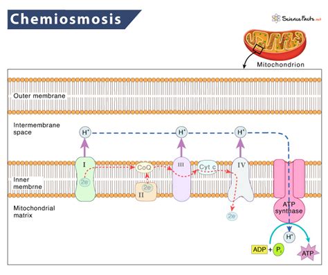 Chemiosmosis – Definition, Process, Steps, Function, & Diagram