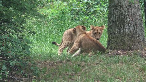 Two small lion cubs playing in the grass 17607958 Stock Video at Vecteezy