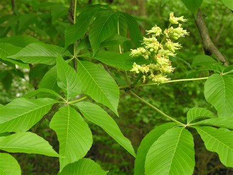 Ohio buckeye – Woody Plants of Ohio