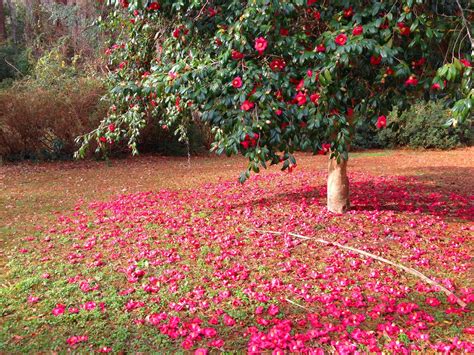 HOW TO GROW CAMELLIAS |The Garden of Eaden