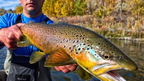 Fly Fishing Report Owyhee River 10 27 - YouTube