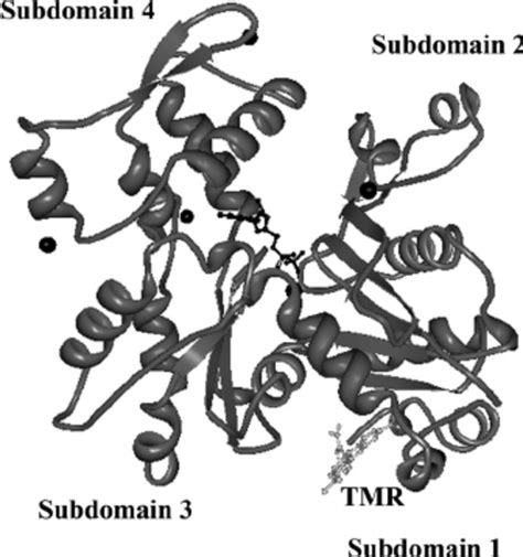 The crystal structure of G-actin (1), with ADP and Ca 2 ؉ bound. | Download Scientific Diagram