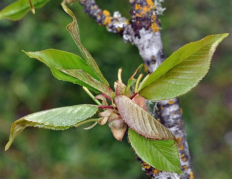 Prunus Domestica Leaf