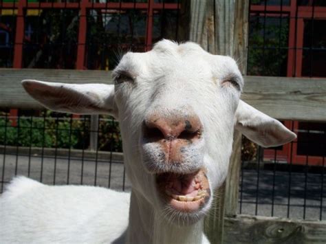 Goat Face - 1Funny.com