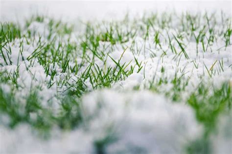 Winter Lawn Care: How to Prepare Your Lawn for Winter - Grasshopper Gardens