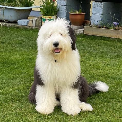 16 Facts About Raising and Training Old English Sheepdogs