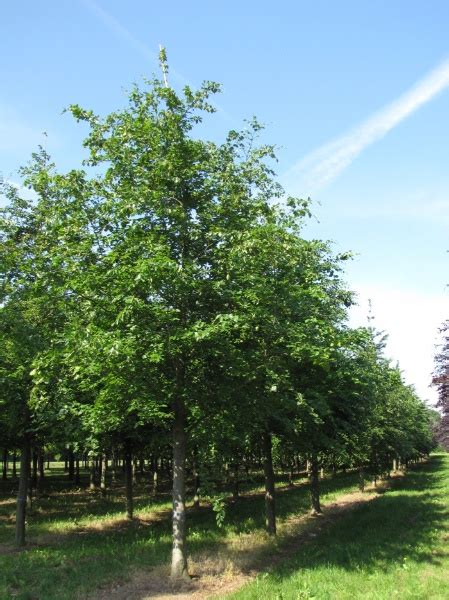 Eastern Canada Tree Species - Greening the Landscape