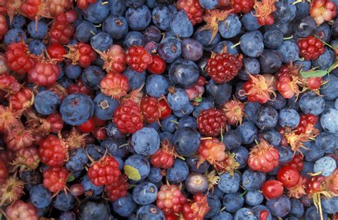 File:Alaska wild berries.jpg - Simple English Wikipedia, the free encyclopedia