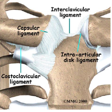 Sternoclavicular Joint ligaments | Body muscle anatomy, Anatomy bones ...