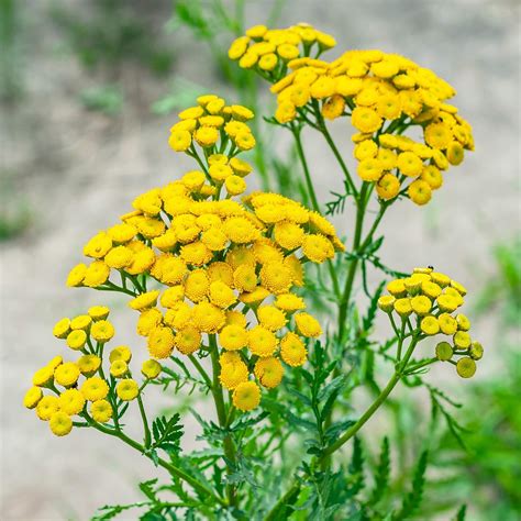 Amazon.com: Outsidepride Tansy Herb - 5000 Seeds: Garden & Outdoor