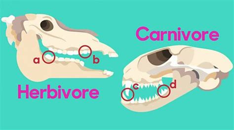 Why do animals have different teeth? - BBC Bitesize