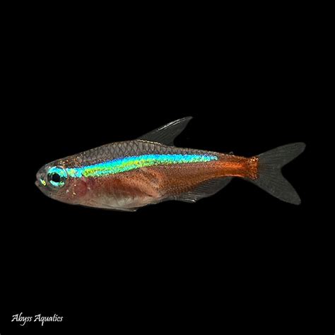 Green Neon Tetra Fast, Professional Service