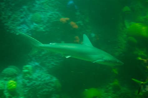 Shark | At the New England Aquarium | By: massmatt | Flickr - Photo ...