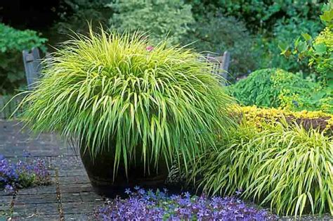 Hakonechloa macra (Hakone Grass)