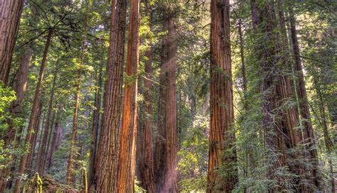 Things to Know About Muir Woods National Monument