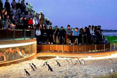 Melbourne Private Phillip Island and Penguin Parade Tour 2024