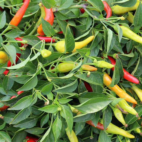 Capsicum 'Cayenne' Chilli Pepper 4" Pot - Hello Hello Plants