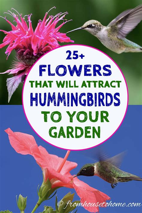 Hummingbird Plants: 25+ Of The Best Flowers That Attract Hummingbirds | Flowers that attract ...