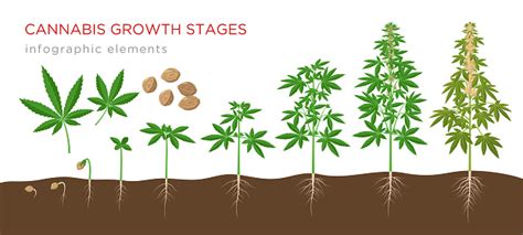 Cannabis Sativa Growth Stages From Seeds To Mature Plant With Hemp Leaves Flowers And Roots ...