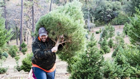 Up the Hill to a Christmas Tree Farm - Sacramento Valley