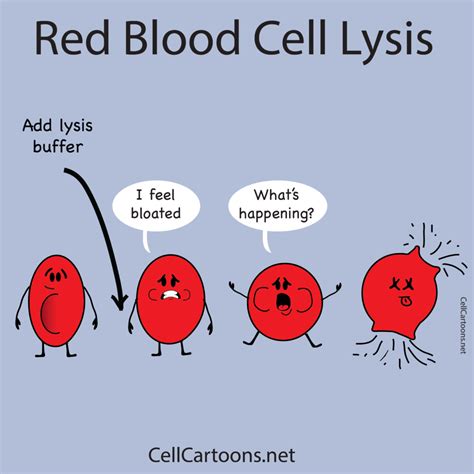 Red Blood Cell Lysis - Cell Cartoons