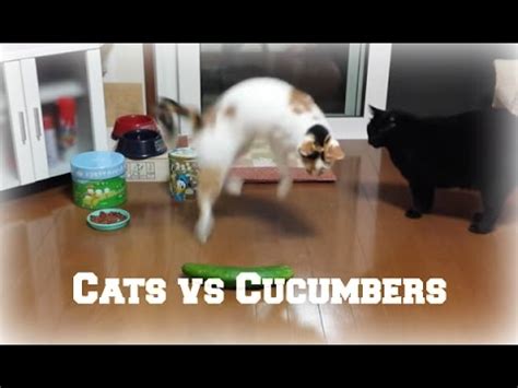 Bài Viết 23 Cat And Cucumber Meme Update - Ecurrencythailand.com