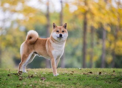 Shiba Inu Dog Breed Health and Care | PetMD