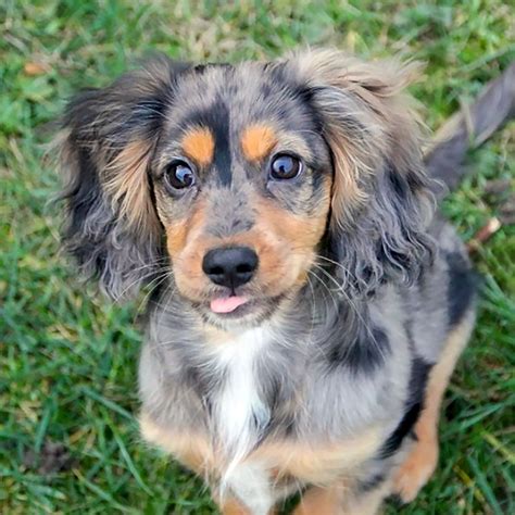 10 Charming Cocker Spaniel Mixes That Will Surely Capture Your Heart