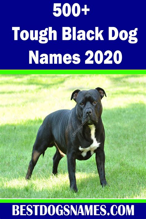 Tough Black Dog Names | Black dog names, Dog names, Black dog