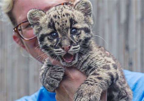 Pittsburgh Zoo's clouded leopard cubs can now be seen by visitors — and they're adorable ...