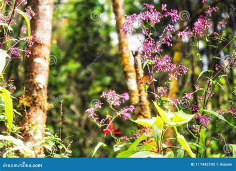 A Monarch Butterfly and Pink Flowers Stock Photo - Image of colony, flower: 111442742