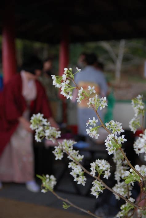 Cherry Blossom, Japanese Tea Ceremony preparation | Cherry b… | Flickr