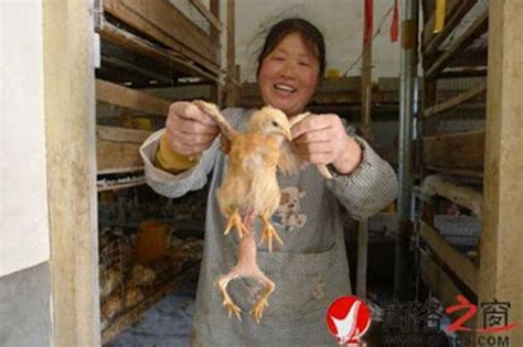 Anorak News | Poultry farm rears a four-legged, two-bottomed chicken ...