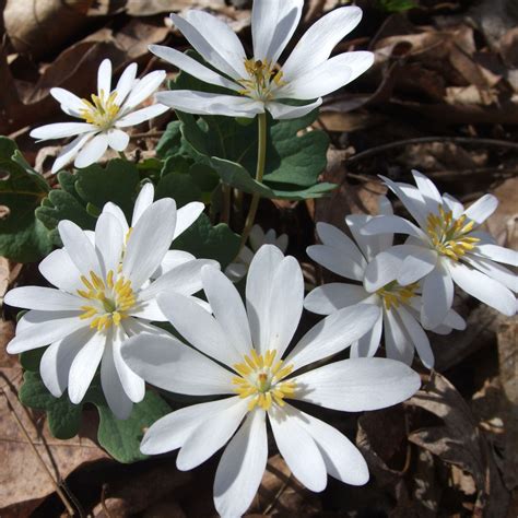 Blood Root Seeds (Sanguinaria canadensis) – Vermont Wildflower Farm