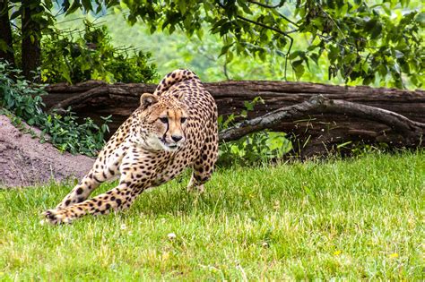 Leopard on the Run Photograph by Terri Morris - Fine Art America