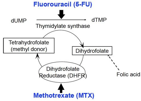 Methotrexate Mechanism of Action | Search Results | The Fast ... | Step ...