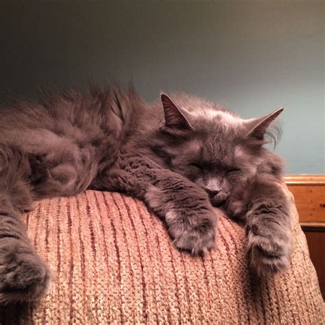 Tired Nebelung grey kitty | Cute cats and dogs, Nebelung cat, Beautiful ...