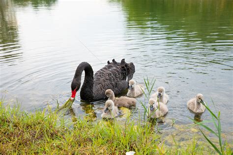 Ugly Duckling And Black Swan By The Lake Picture And HD Photos | Free ...