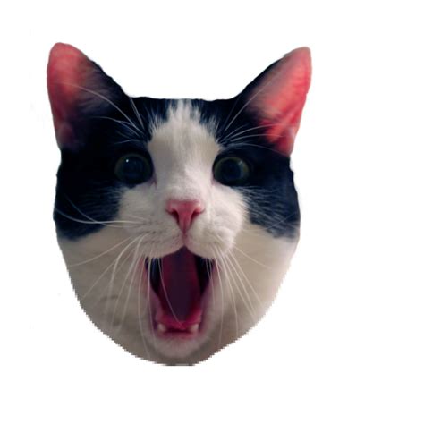 Pop Cat Meme Transparent : "Popcat | Crazy Cat Meme Pop Art" Sticker by ... - Discover 126 free ...